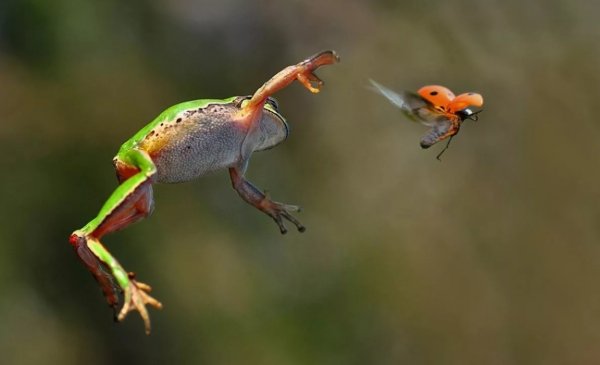 Учёные нашли новый вид лягушек с необычными лапками