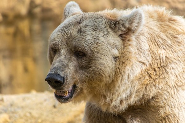 Следком проверяет действия чиновников, застреливших медведя