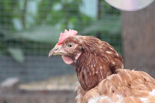 Золотые яйца и серебряное мясо: почему дорожают курица и другие продукты питания