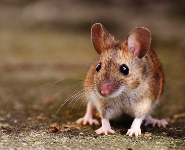 Мышка-педант: Фермер запечатлел мышь, старательно наводящую порядок в его гараже