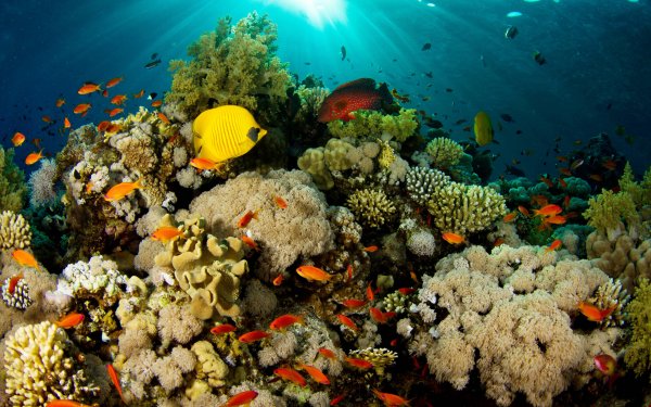 Умнее, чем казались: Учёные обнаружили цикличность движения бактерий в рифах