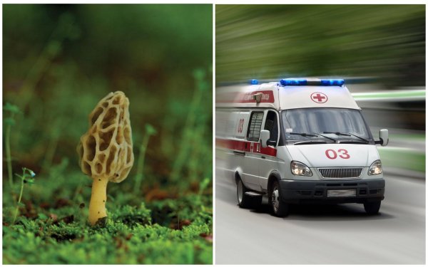 В Ростове люди отравились дикими грибами
