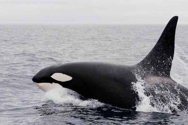 Косатка из «китовой тюрьмы» станет свободной во Владивостоке