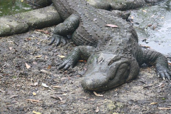 Ничего удивительного: на взлетной полосе авиабазы во Флориде обнаружили аллигатора