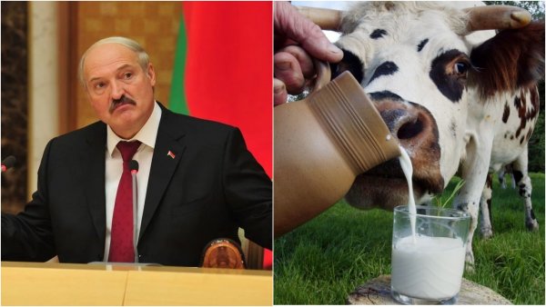 Потекут молочные реки Белоруссия может утонуть в собственном молоке из-за проблем с Россией