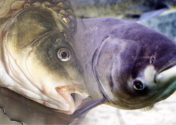 Рыбный коллапс В Ростовской области заражена рыба опасными паразитами