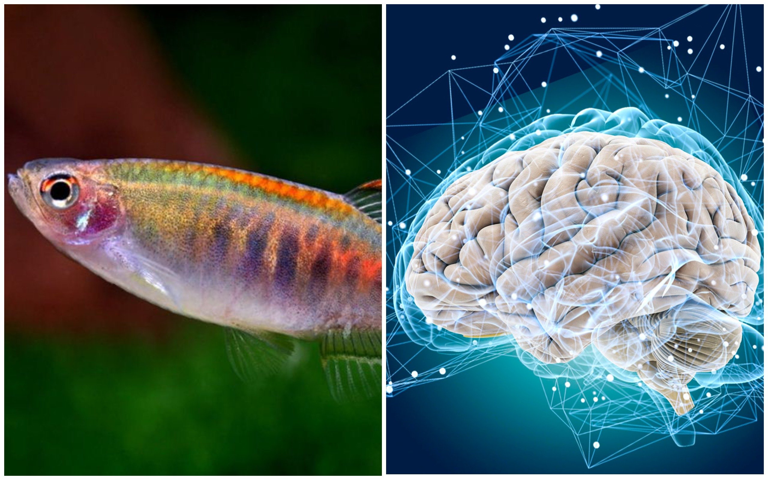 Brain fish. Эмбрион данио. Мозг рыбы. Рыбки данио эмбрионы.