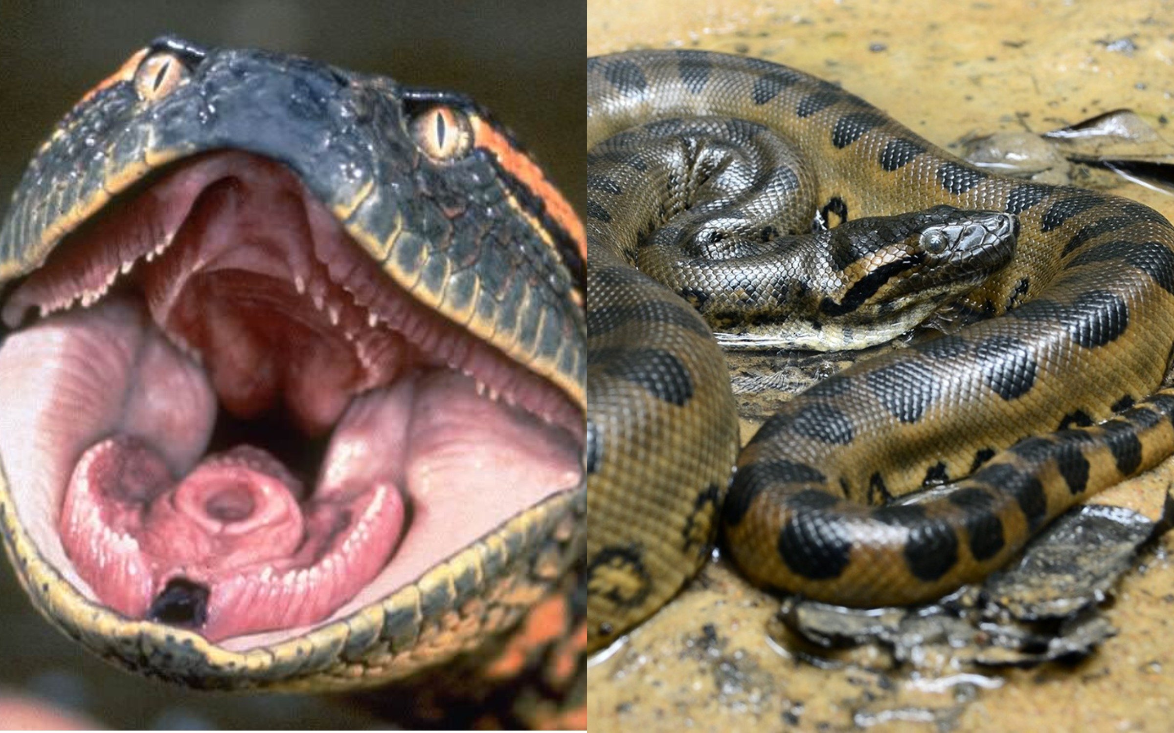 Змея Анаконда гигантская
