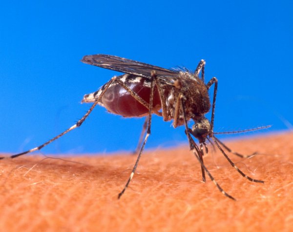Какие продукты защищают от укусов комаров, рассказал ученый