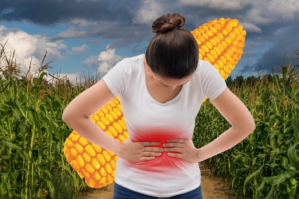 Врачи рассказали, почему есть больше 1 кочана кукурузы опасно для здоровья