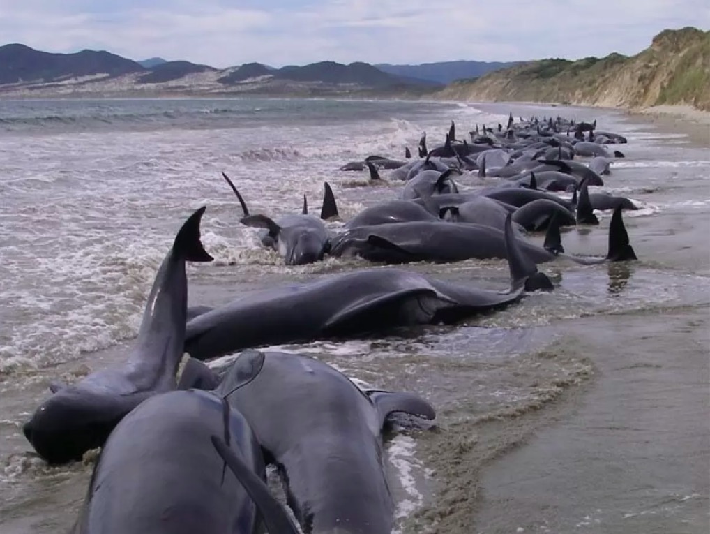 Почему киты выбрасываются на берегу. Териберка кладбище китов. Киты выбрасываются на берег. Выбрасывание китообразных на берег.