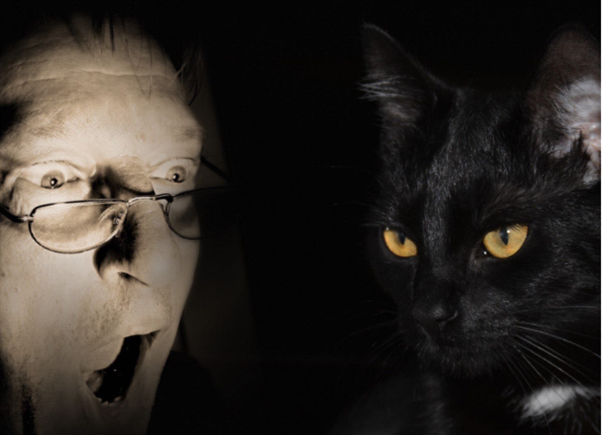 Кот воровка. Мужчина и черная кошка. Черная кошка человек. Враги кошек.