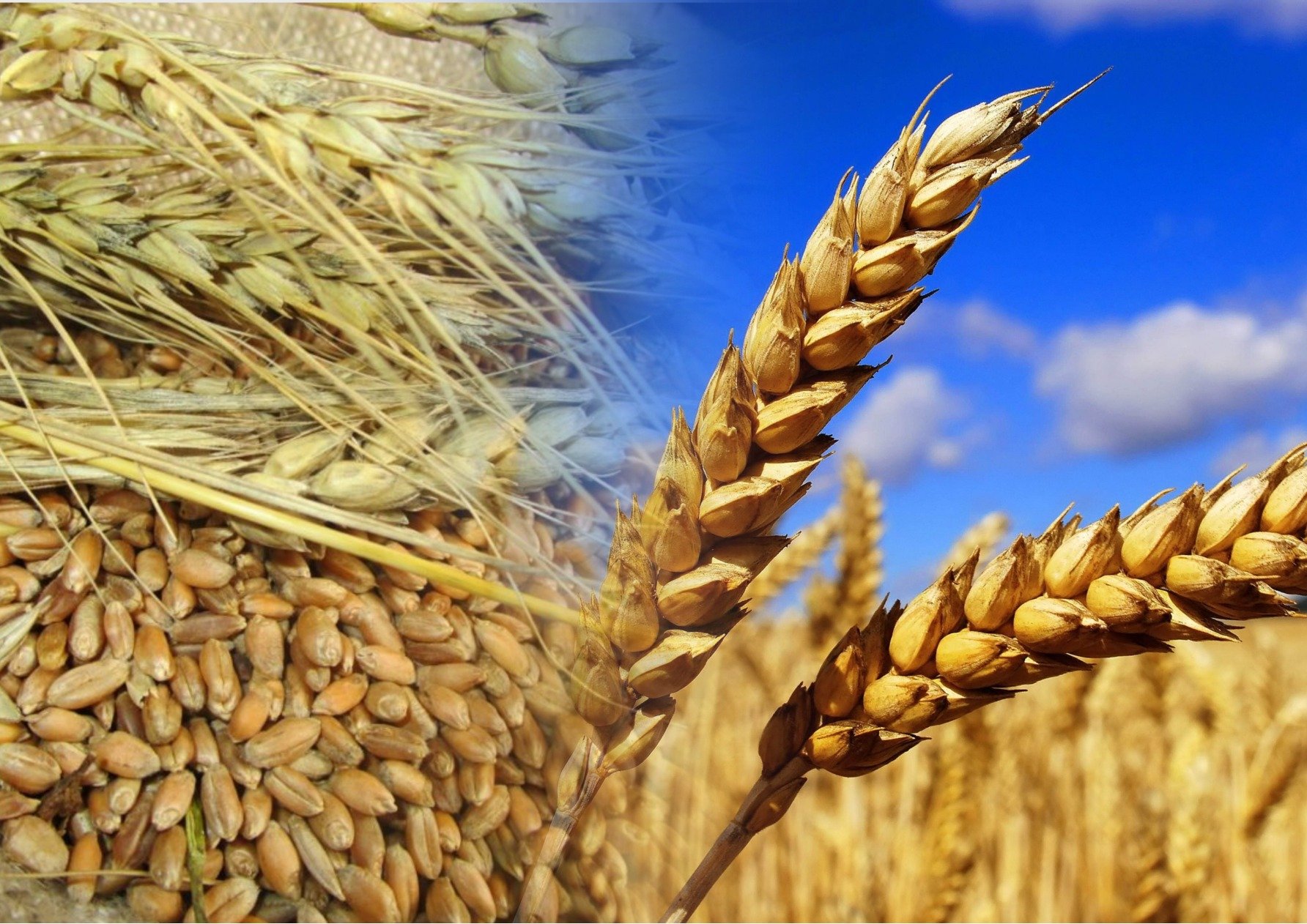 Работа пшеничное