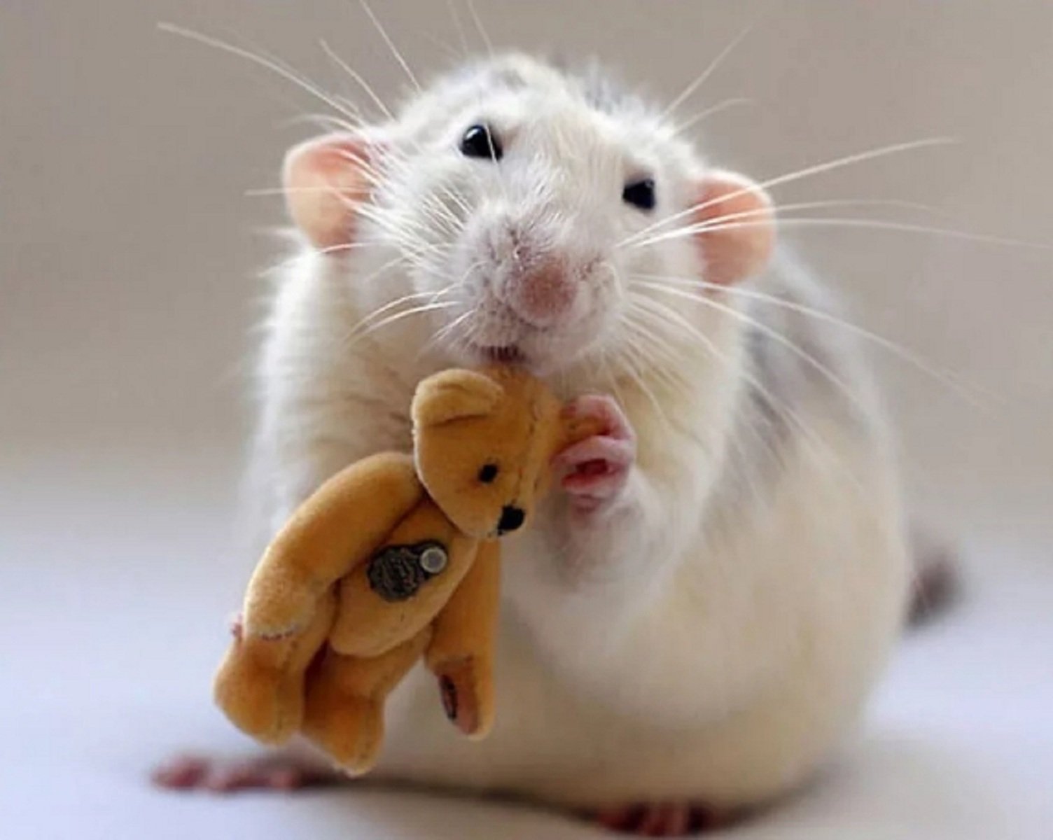 Милая мышь. Эллен Ван Дилен. Эллен Ван Дилен крысы. Красивые крысы. Милые мышки.