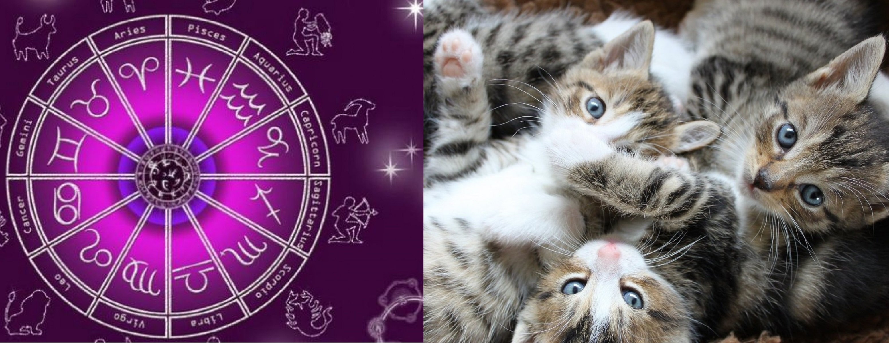 Гороскоп совместимости кота. Кошки знаки зодиака. Магические коты по знакам зодиака. Кот астролог. Знаки зодиака и животные коты.