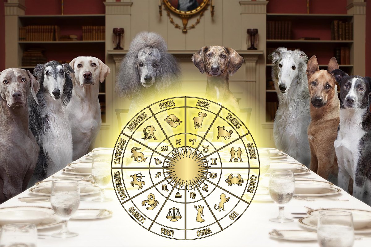 Какая собака по гороскопу. Собаки по знаку зодиака. Псы по знаку зодиака. Собачий знак зодиака. Собаки подходящие к знакам зодиака.