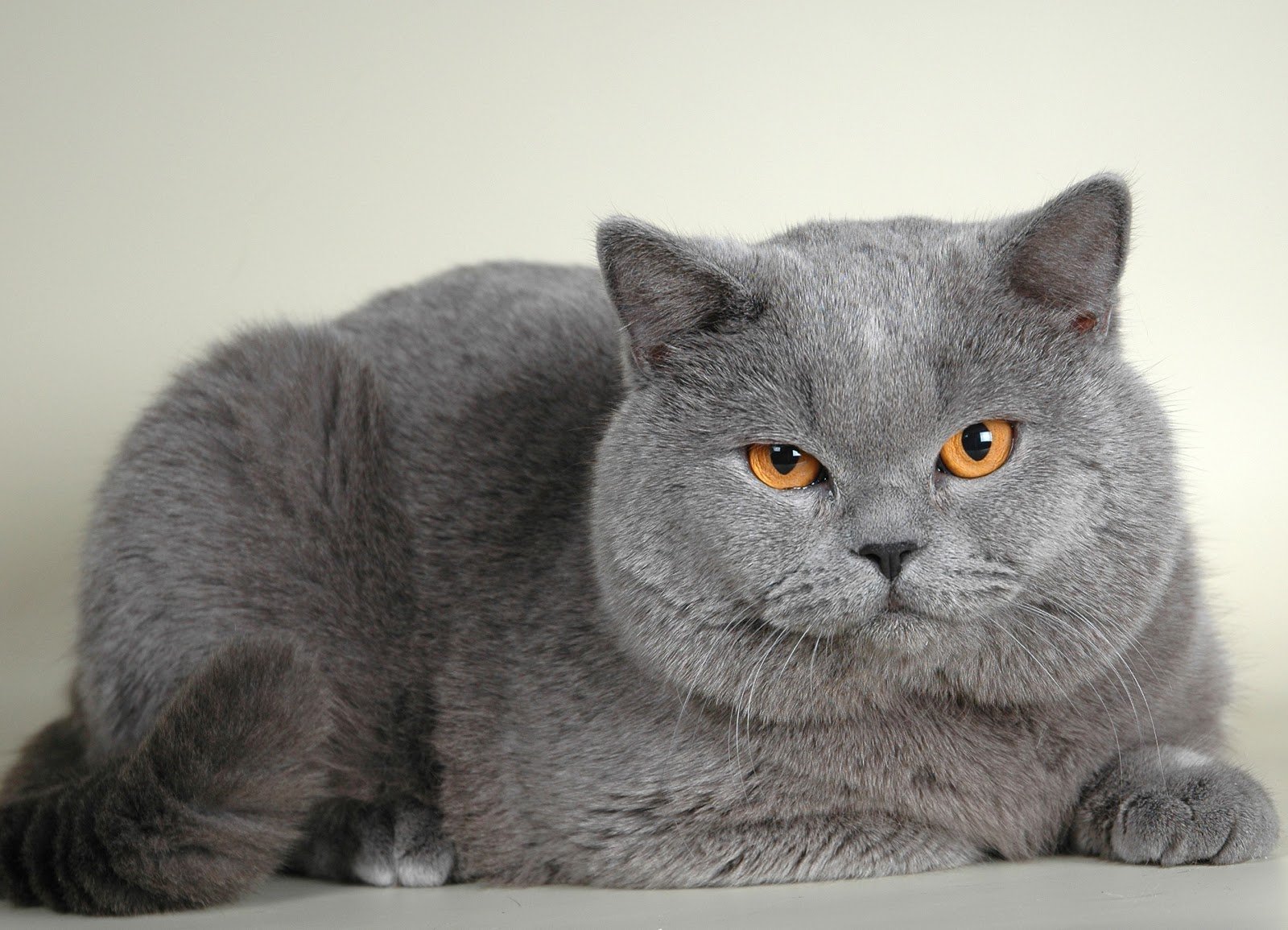Кошка Серого Цвета Порода Фото
