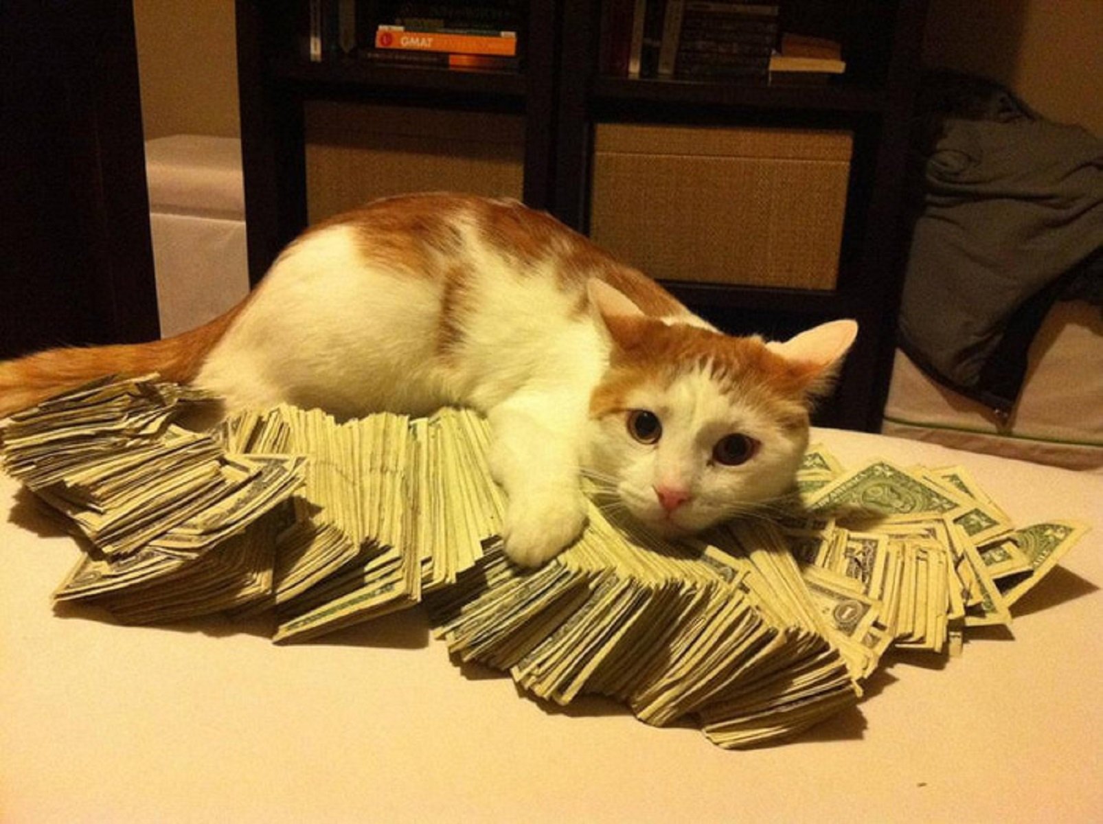 3 дай заказать. Кот с деньгами. Денежный котик. Смешные котики с деньгами. Кот не отдает деньги.