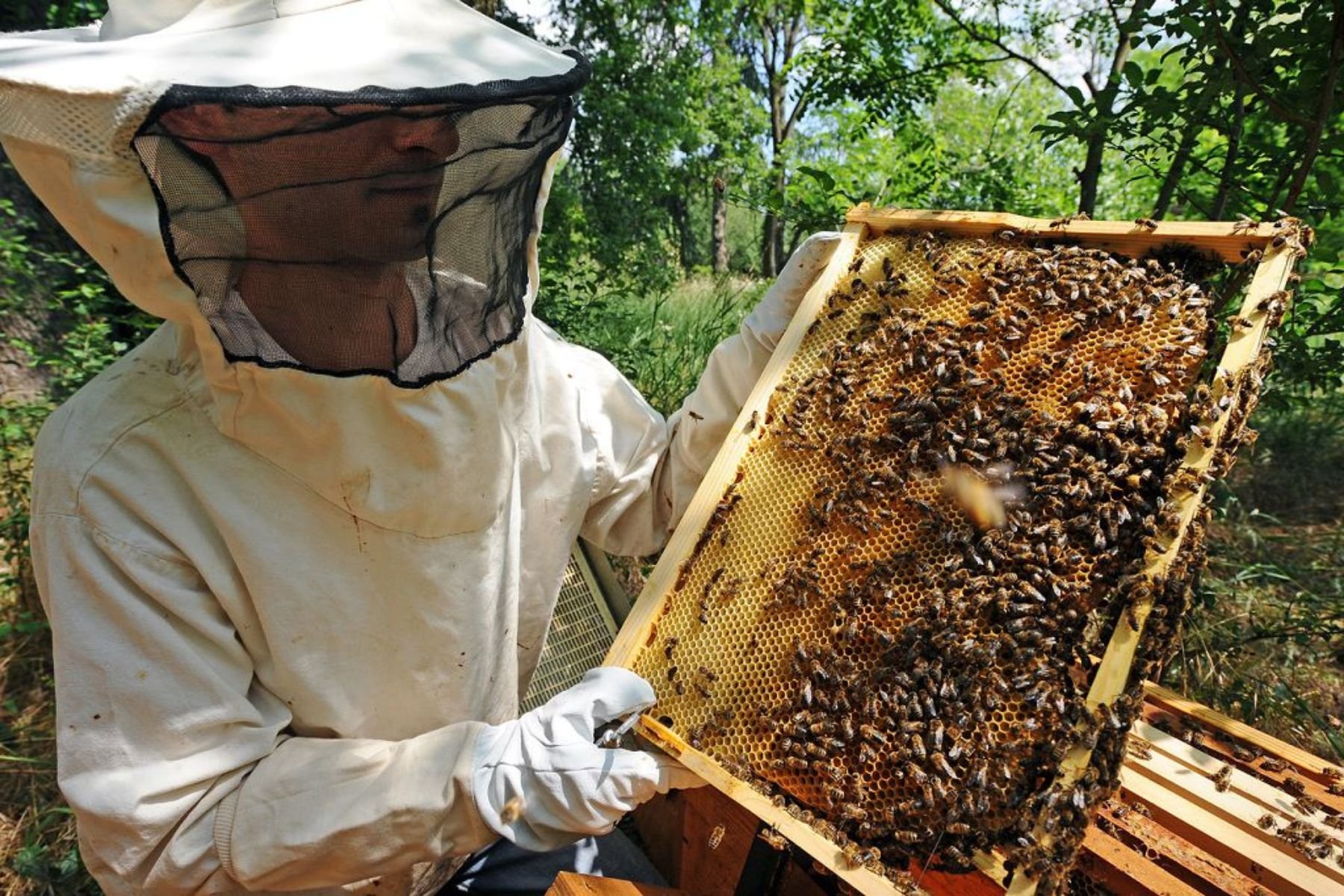 Что делает пчеловод. Пчелы пасека. Сбор меда. Пчеловодство мед. Пчелы в улье.