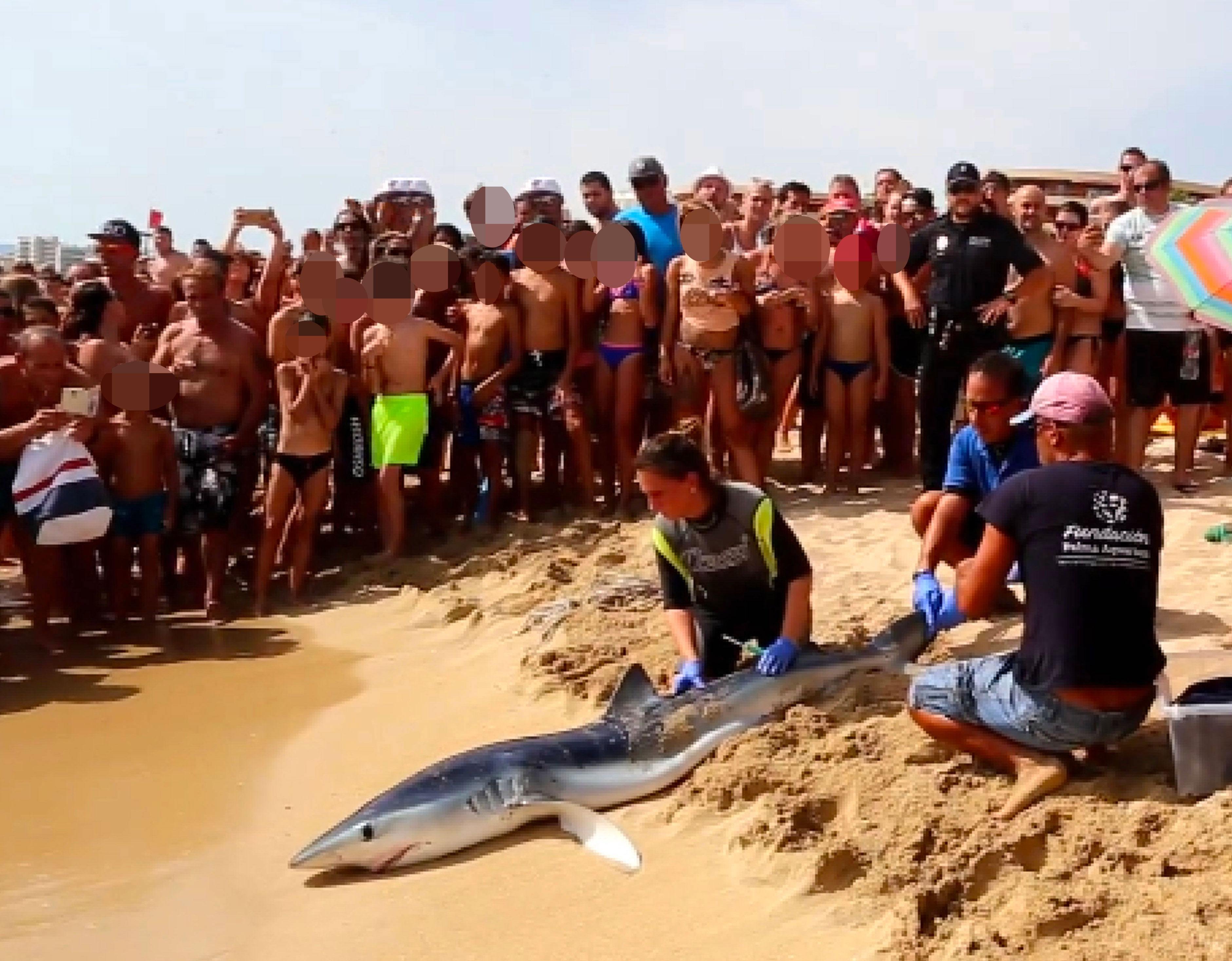 Нападение акул в шарм эль шейхе. Акулы в Египте Шарм-Эль-Шейх.