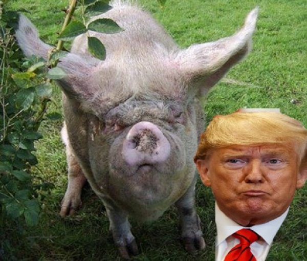 Россия подложила свинью США: Америка начала терять миллиарды долларов на рынке животноводства