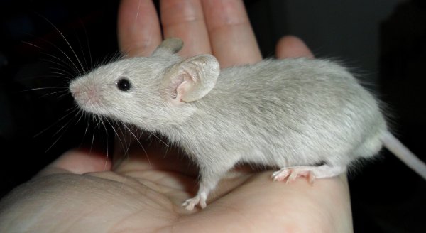 Ученые вырастили клетки человека в зародыше мыши, чтобы лечить диабет и почечную недостаточность