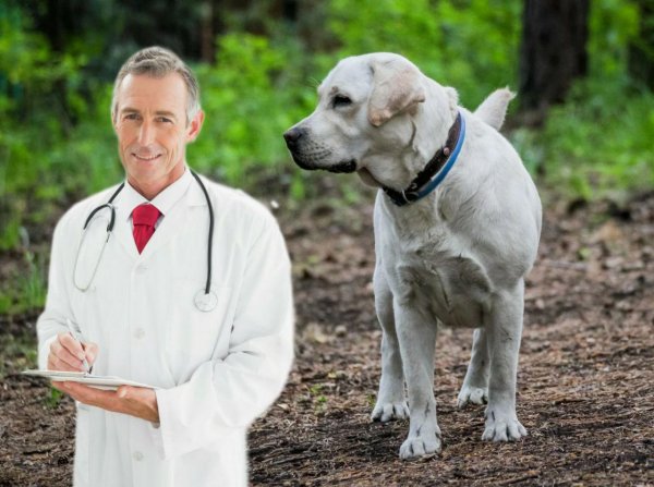 Британские учёные учат собак выявлять коронавирус