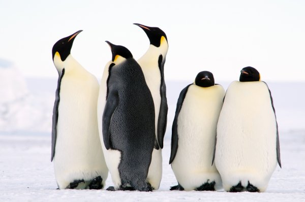 В фекалиях королевских пингвинов ученые обнаружили веселящий газ