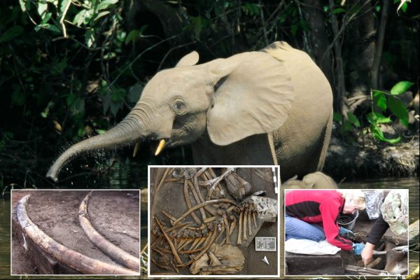 Скелет древнего слона найден учёными на раскопках в Германии