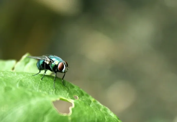 Ученые доказали, что мухи могут найти яблоню по запаху в виртуальной реальности