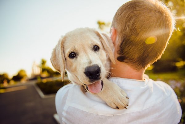 Гарвардские учёные доказали, что собака защищает сердце своего хозяина