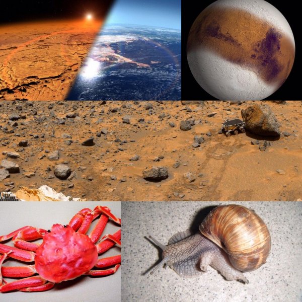 Уфолог Уоринг нашел на Марсе улиток с панцирем, как у краба