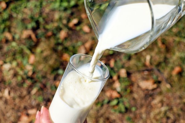 Индийские ученые планируют использовать тараканье молоко в борьбе с голодом
