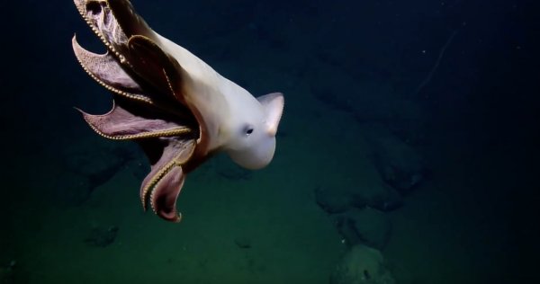 Биологи запечатлели ушастого осьминога на глубине семи километров