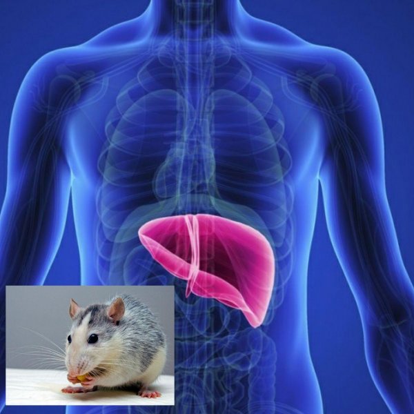Эксперимент по пересадке крысе мини-копии человеческой печени прошел успешно