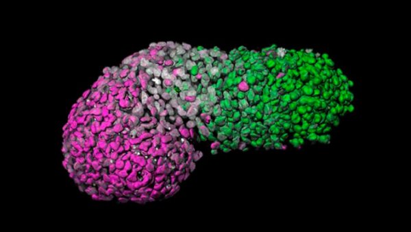 Учёные из стволовых клеток собрали модель эмбриона человека