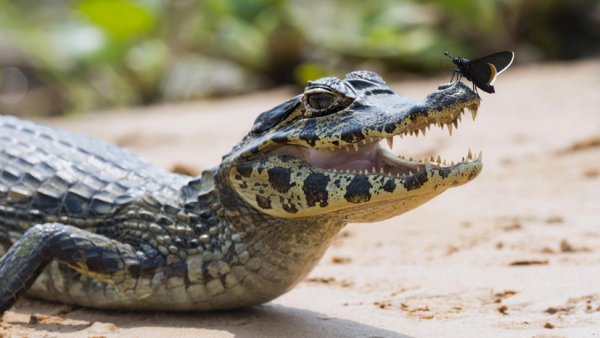 В Южной Корее палеонтологи нашли двуногого предка крокодила