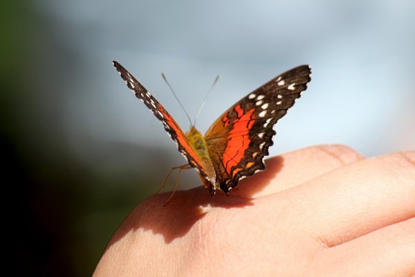 Во время ливня бабочки разбивают крыльями падающие капли воды