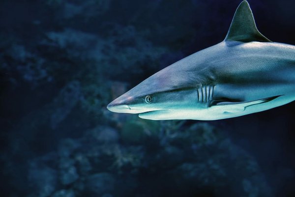 6-метровая редкая акула попалась в рыбачьи сети в Токийском заливе