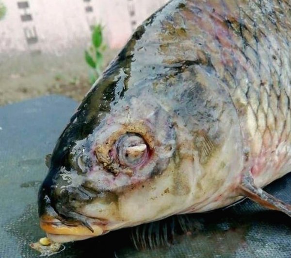 В Амурской области рыбаки ловят похожих на мутантов сомов и сазанов