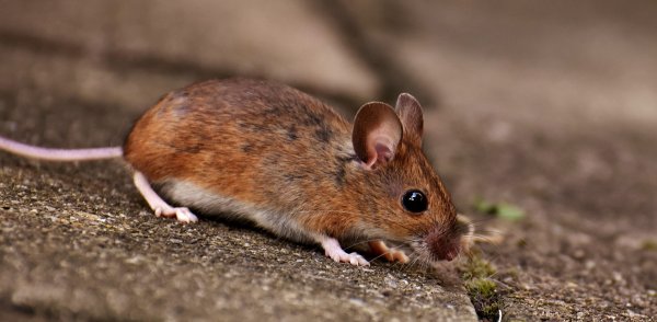 Нейроны гиппокампа мышей меняют возбуждающую функцию на тормозную при взрослении особей