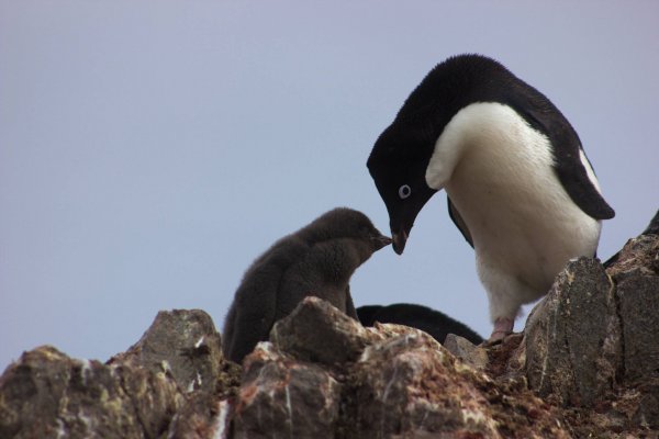 Антарктические пингвины перестали голодать из-за глобального потепления