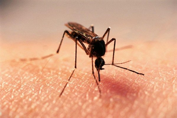 Научный сотрудник МГУ рассказал об опасности малярийных комаров