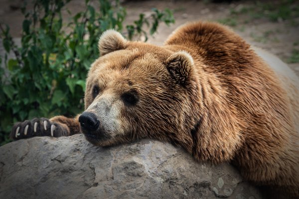 В Камчатском крае мужчина выжил после нападения медведя