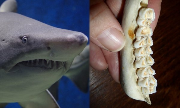 Учёные нашли зубы вокруг глаз китовой акулы