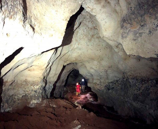 В крымской пещере Таврида нашли зубы и ребро древнего двурогого носорога