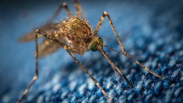 Аллерголог: Расчёсывание укуса комара может вызвать инфекцию