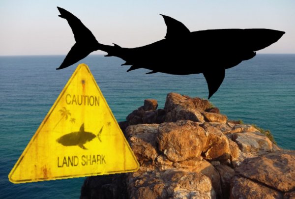 В Австралии акула напала на аквалангиста